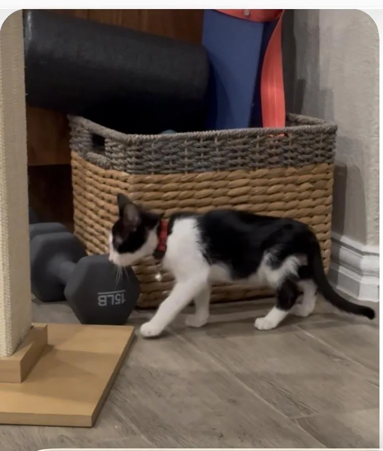 A young medium-sized male Black & White / Tuxedo Domestic Short Hair cat named Antonio for adoption in Dallas, TX