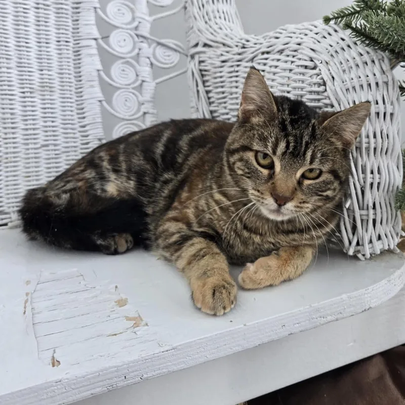 Brownstone thumbnail 2