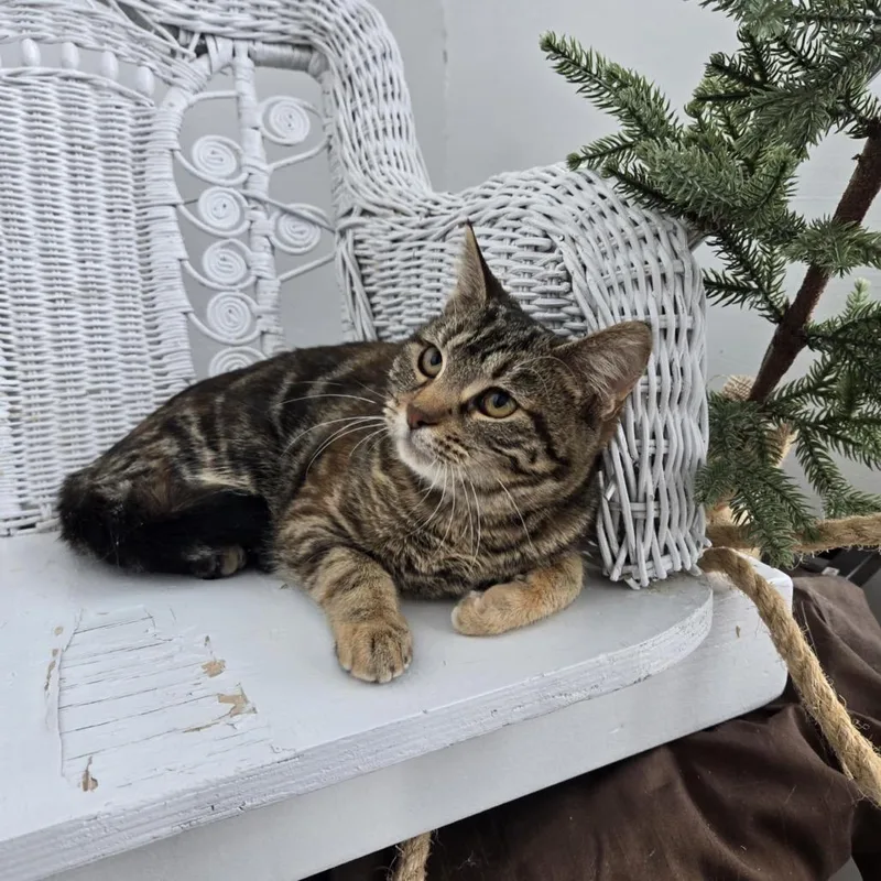 Brownstone thumbnail 3