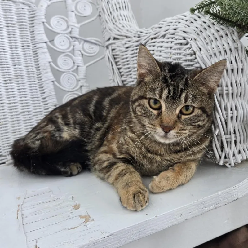 Brownstone thumbnail 4