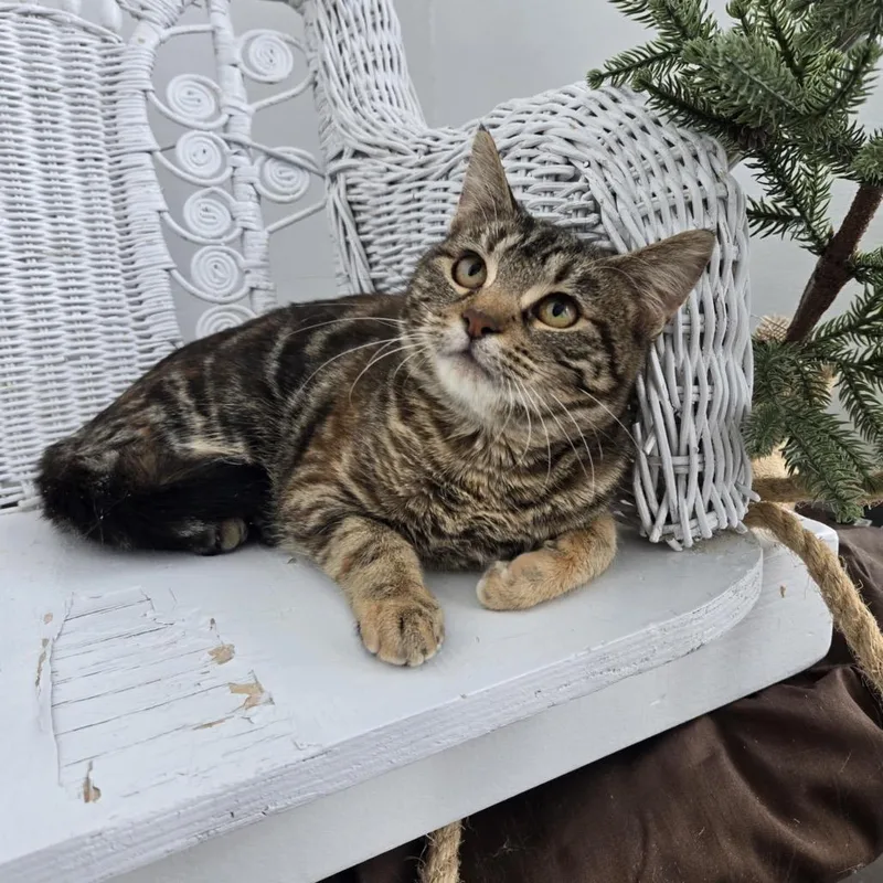 Brownstone thumbnail 5