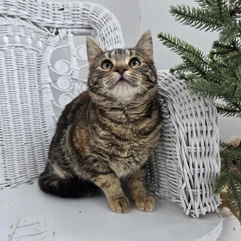 Brownstone thumbnail 6