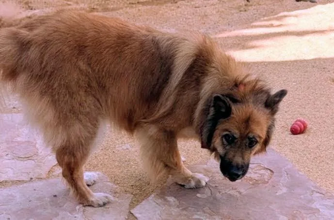 An adult large-sized female Yellow / Tan / Blond / Fawn Shepherd dog named Willow for adoption in Pena Blanca, NM