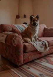 Willow thumbnail 3