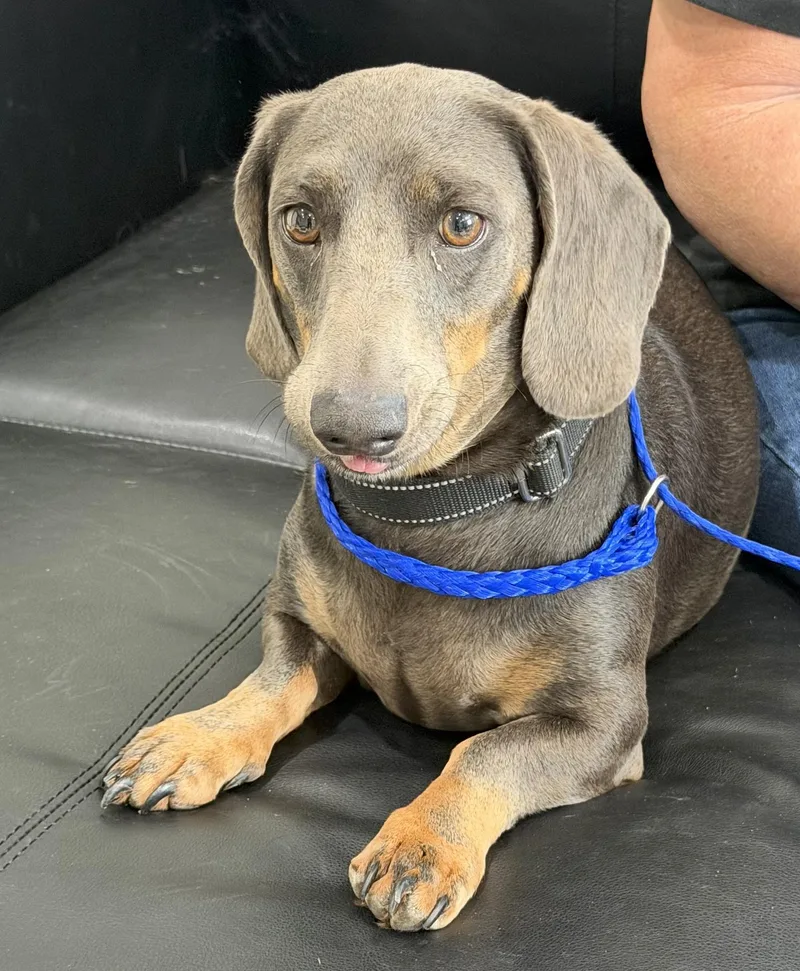 An adult medium-sized male Dachshund dog named Oscar for adoption in Blue Springs, MO