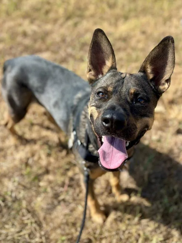 An adult extra large-sized male German Shepherd Dog dog named Dom for adoption in Austin, TX