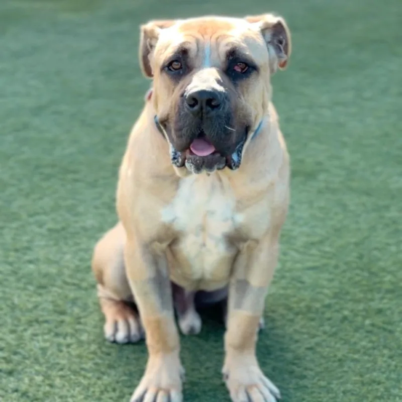 Rufus