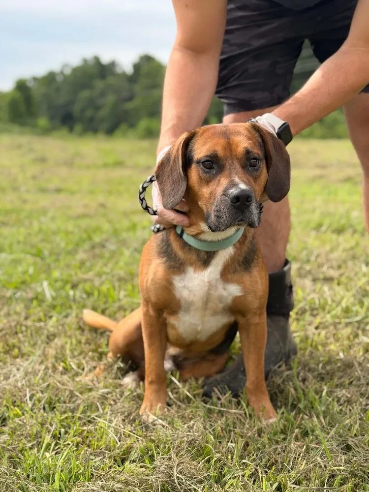 An adult medium-sized male Beagle dog named Gravy for adoption in Aurora, IN
