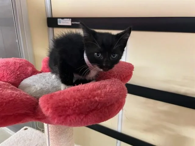 A baby small-sized female Domestic Short Hair cat named Friday for adoption in Lancaster, CA