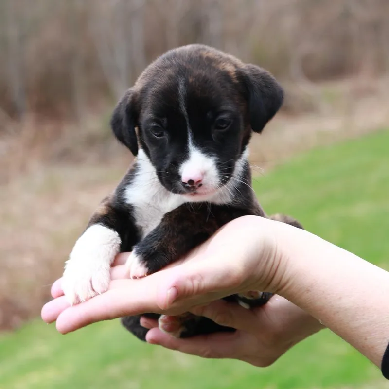 A baby medium-sized female Black Shepherd dog named Ct Pontiac Avail Apr for adoption in Stormville, NY