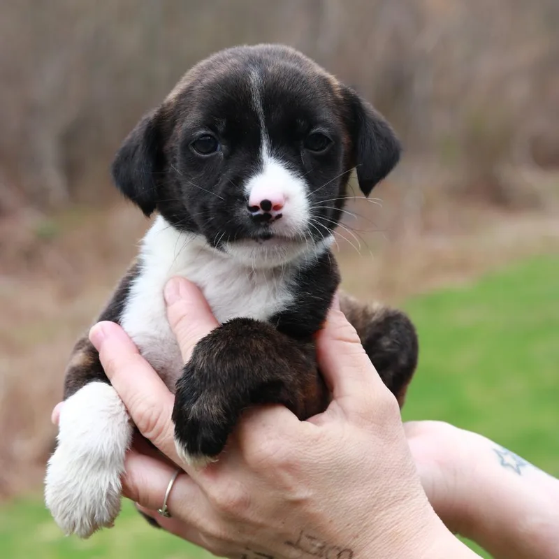 Ct Pontiac Avail Apr thumbnail 2