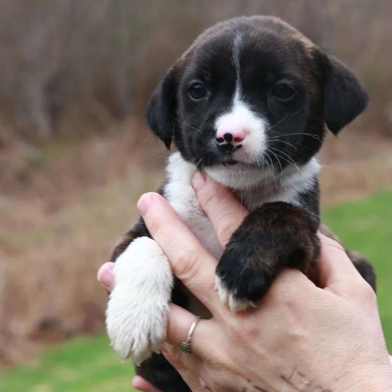 Ct Pontiac Avail Apr thumbnail 3