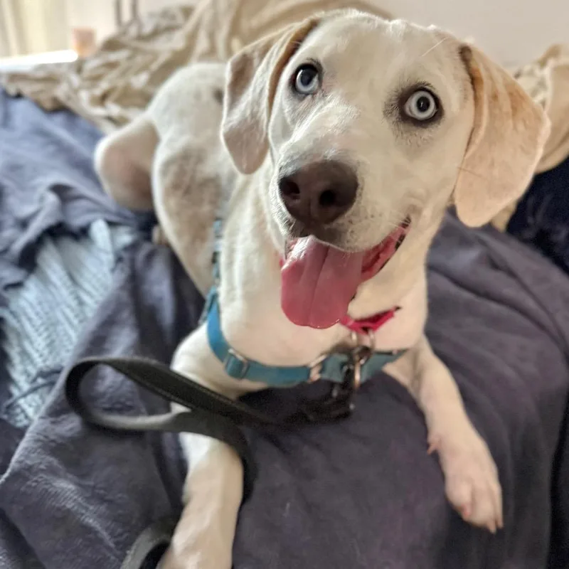 A young medium-sized female White / Cream Treeing Walker Coonhound dog named Pennick for adoption in Falls Church, VA