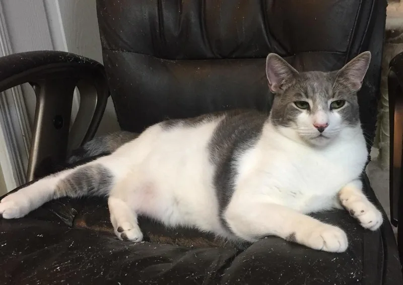An adult large-sized male Gray & White Domestic Short Hair cat named Tucker for adoption in Bossier City, LA