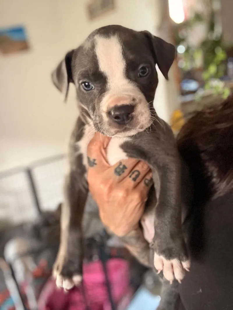 A baby large-sized male Gray / Blue / Silver Pit Bull Terrier dog named Traeger for adoption in Beavercreek, OR