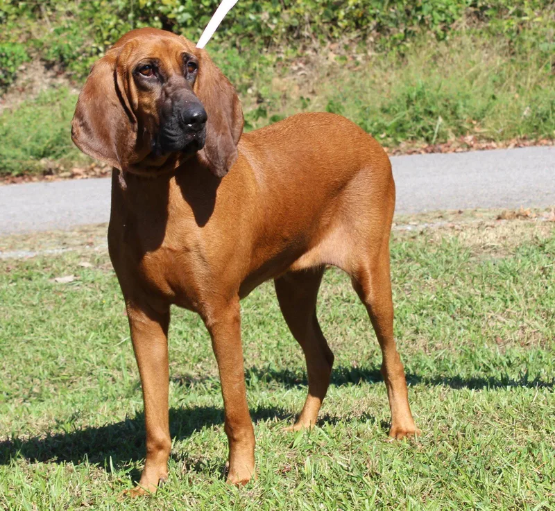 An adult large-sized female Bloodhound dog named Clemmy for adoption in Prattville, AL