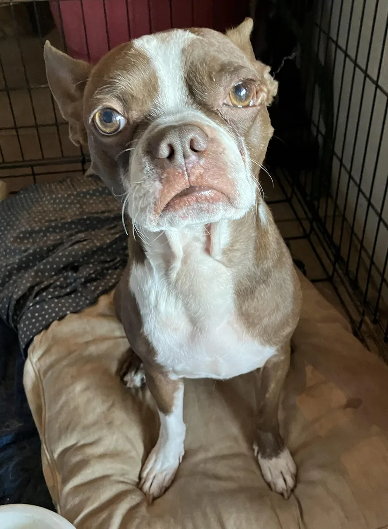 An adult small-sized male Brown / Chocolate Boston Terrier dog named Bucky Phoenix area for adoption in Portland, OR