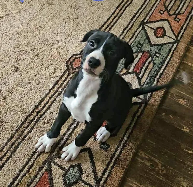 Maggie May thumbnail 2