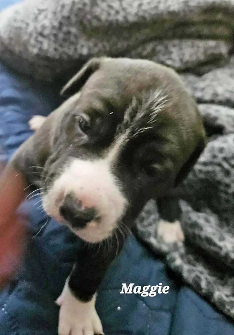 Maggie May thumbnail 3