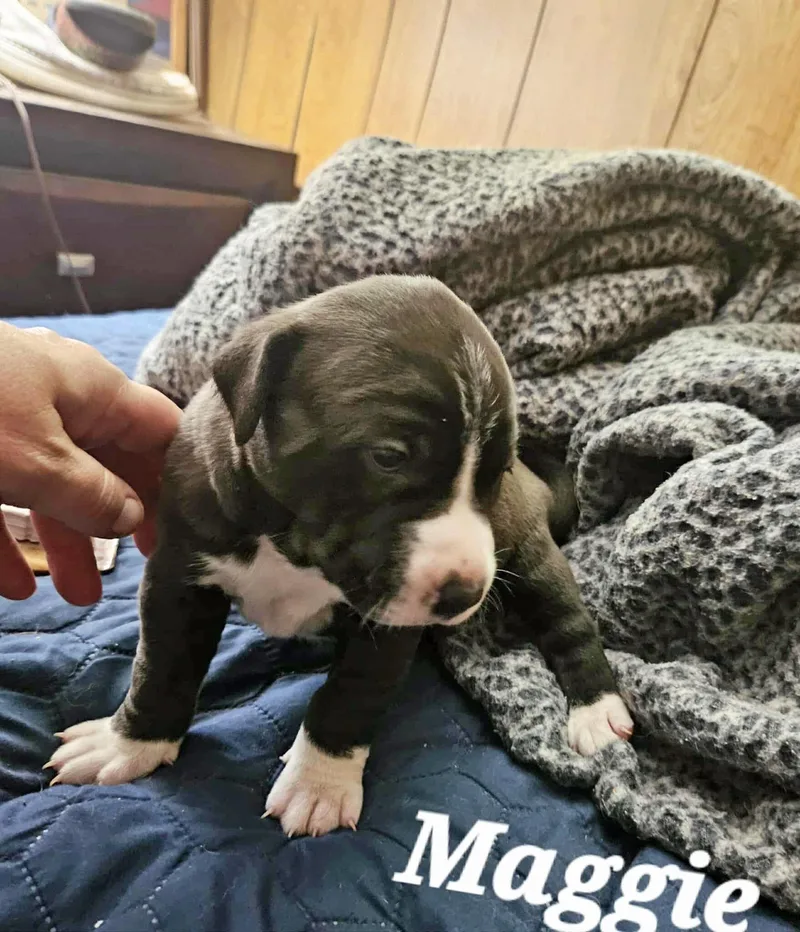 Maggie May thumbnail 4