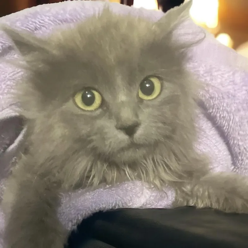 Gracie