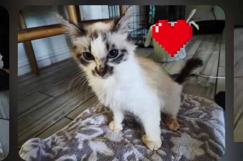 An adult small-sized female Blue Point Siamese cat named Sophie for adoption in Woodland Hills, CA