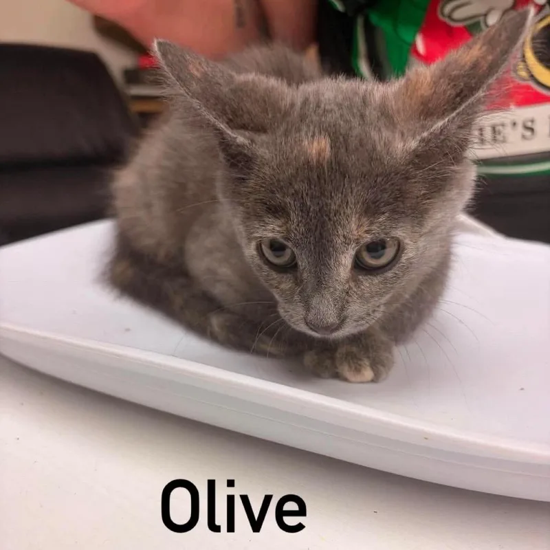 A baby small-sized female Gray / Blue / Silver Domestic Short Hair cat named Olive for adoption in Chillicothe, IL