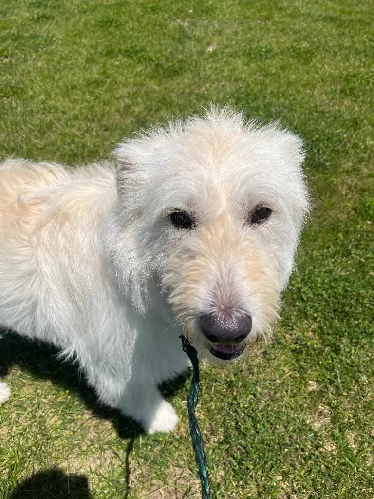 A young medium-sized male Poodle dog named Artie for adoption in Auburn, IN