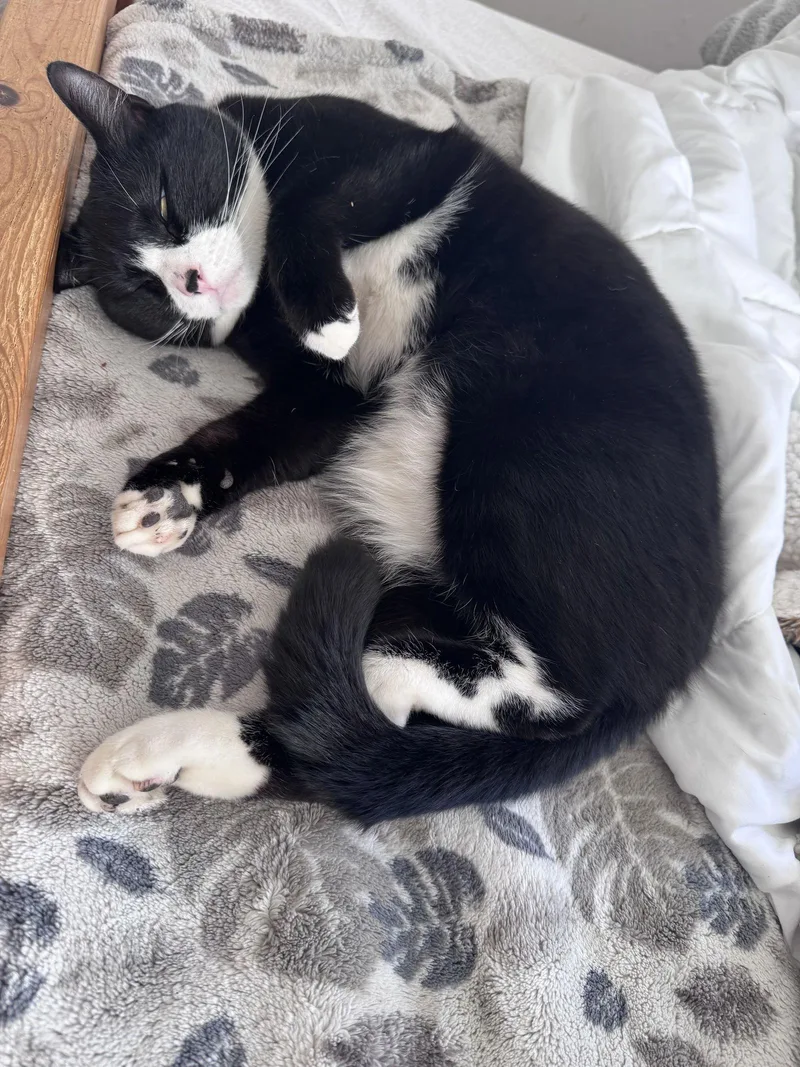 Onyx  Gentle And thumbnail 2