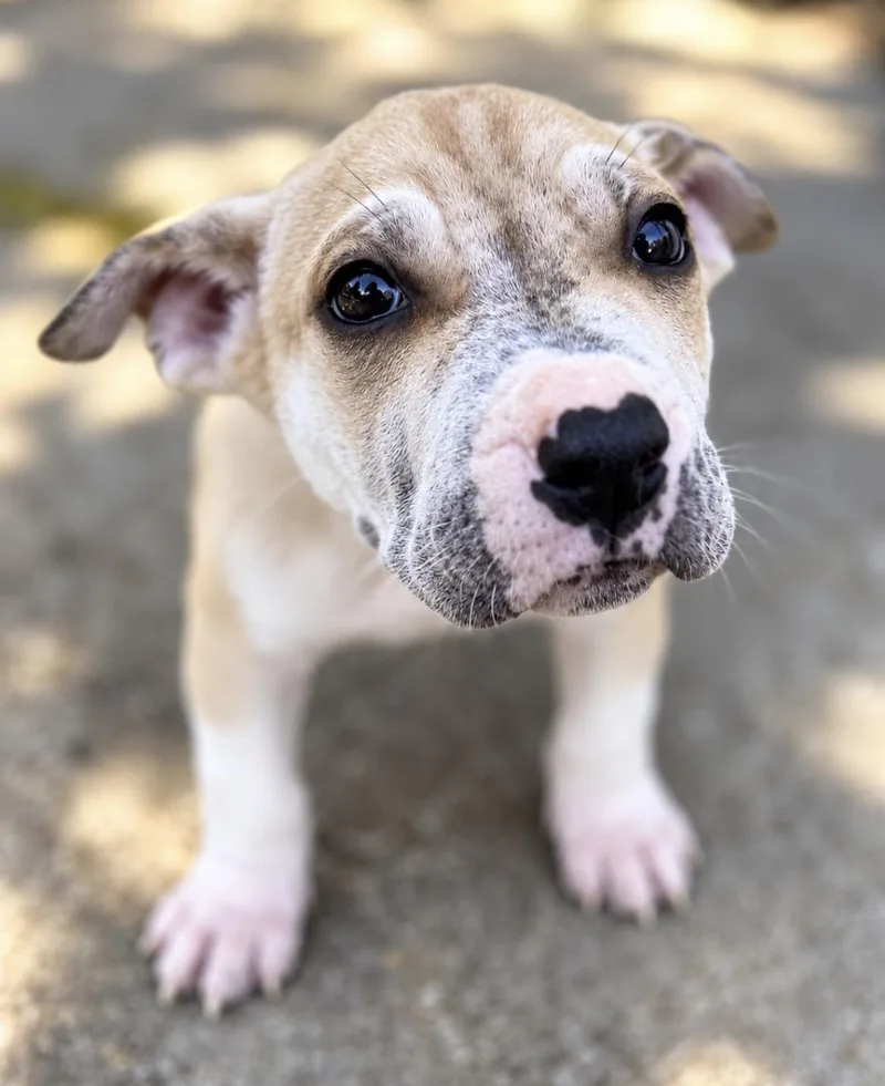 A baby medium-sized female Pit Bull Terrier dog named Vanilla for adoption in Tigard, OR