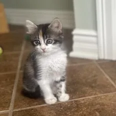 Cocoa