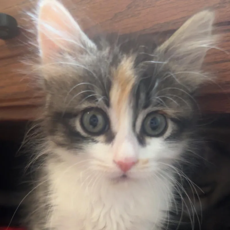 Cocoa thumbnail 2