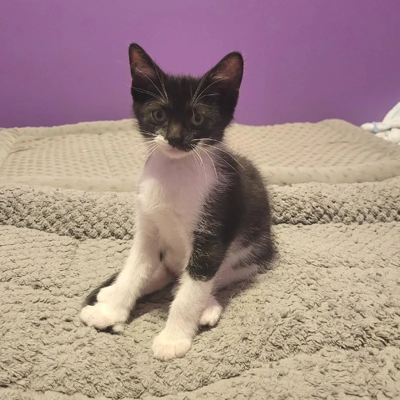 A baby small-sized male Black Domestic Short Hair cat named Herbie for adoption in Plainfield, IL