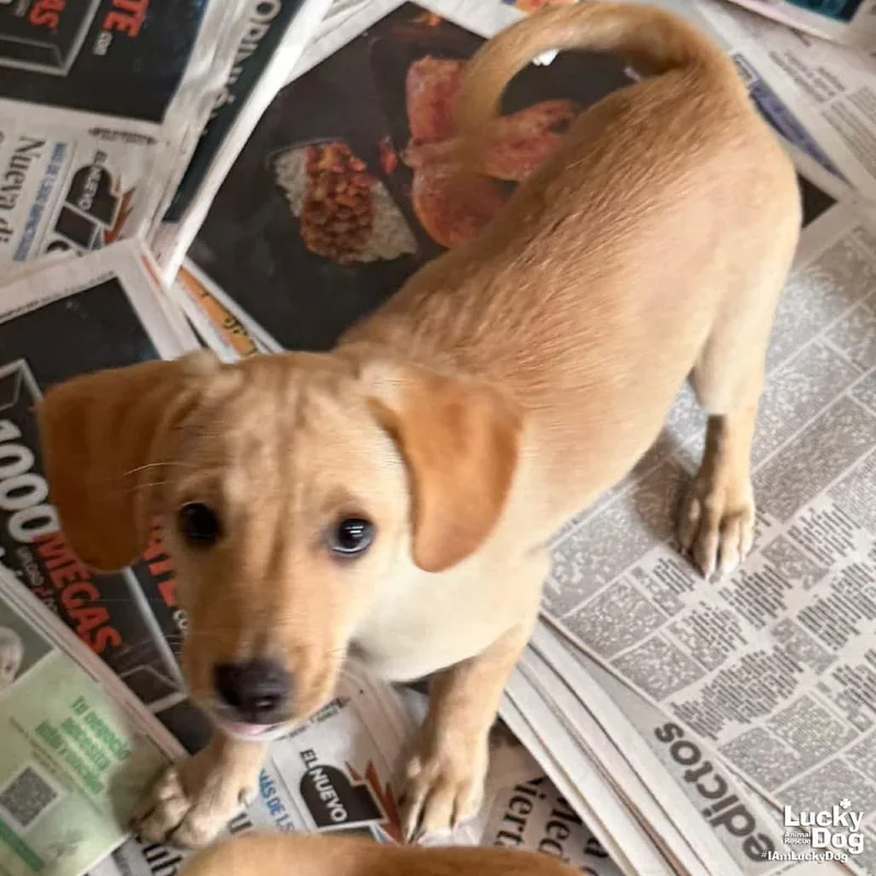 A baby medium-sized female Labrador Retriever dog named Heathery for adoption in Washington, DC