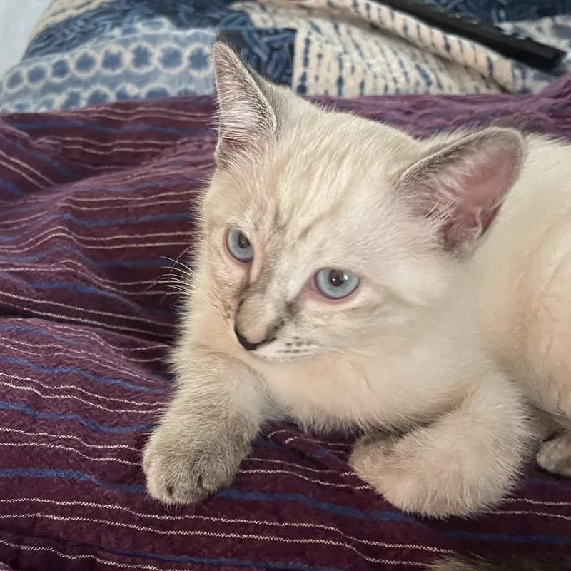 A baby small-sized female White Siamese cat named Sapphire A for adoption in SANTA ROSA BEACH, FL