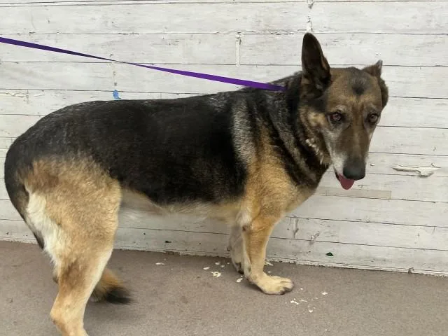 An adult large-sized female German Shepherd Dog dog named Fiona for adoption in San Bernardino, CA