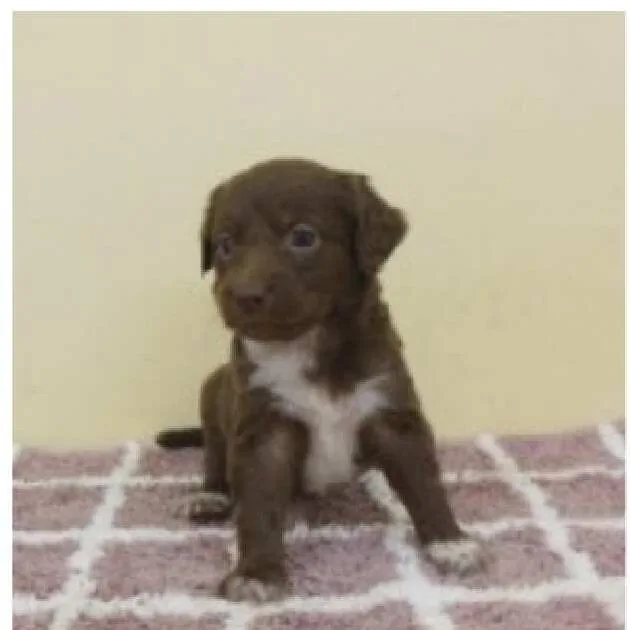 A baby small-sized male Brown / Chocolate Mixed Breed dog named Garrick for adoption in Wilmington, DE