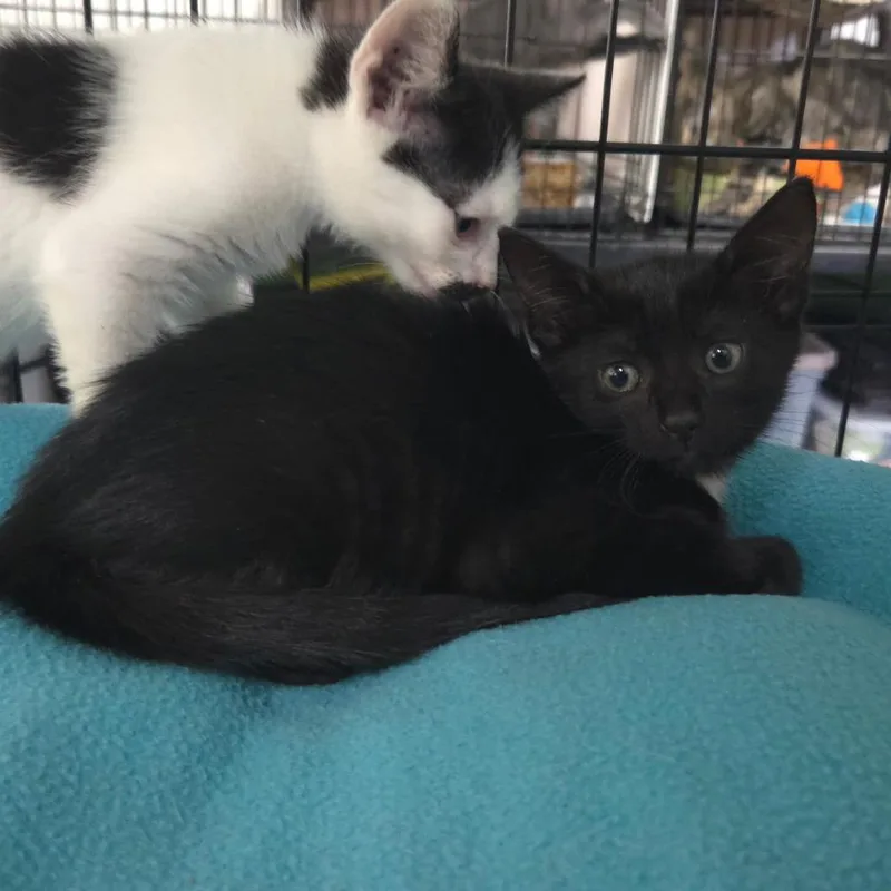 A baby small-sized female Black Domestic Short Hair cat named Ella for adoption in Jessup, MD
