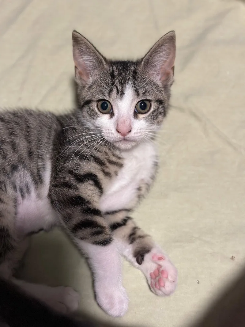 A young medium-sized female Domestic Short Hair cat named Willow for adoption in Rochester, NY