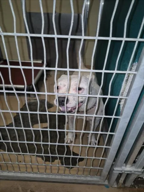 An adult large-sized female Pit Bull Terrier dog named Pixie for adoption in Texas City, TX