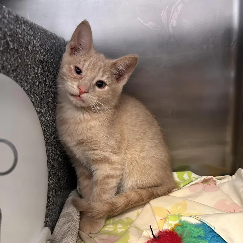 A baby small-sized male Buff / Tan / Fawn Domestic Short Hair cat named Butterscotch Krimpet for adoption in Birdsboro, PA