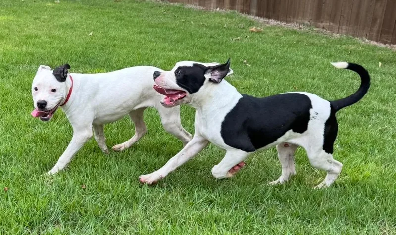 A baby large-sized male American Bulldog dog named Sprinter Local for adoption in Princeton, MA