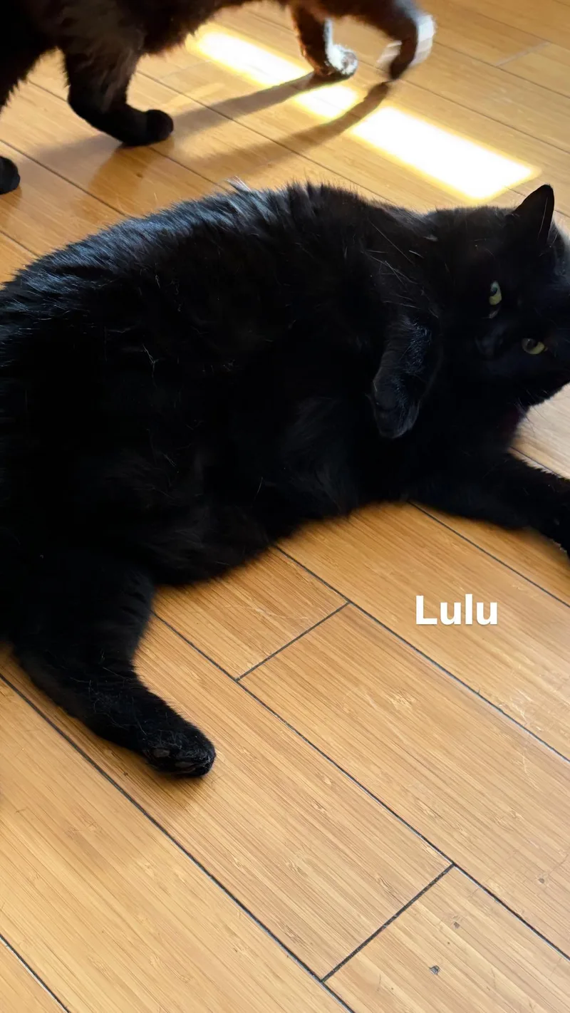 An adult large-sized female Domestic Short Hair cat named Lulu for adoption in Ardsley, NY