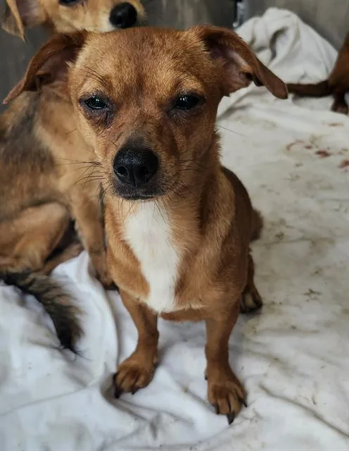 A young small-sized female Chihuahua dog named Fifi for adoption in San Antonio, TX