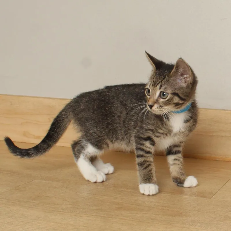 A baby small-sized male Brown / Chocolate Domestic Short Hair cat named Nice C for adoption in Minnetonka, MN