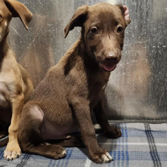 A baby small-sized male Labrador Retriever dog named Brownie for adoption in San Antonio, TX
