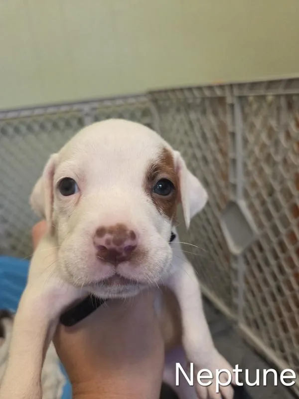 A baby small-sized male Pit Bull Terrier dog named Neptune for adoption in Salisbury, MD