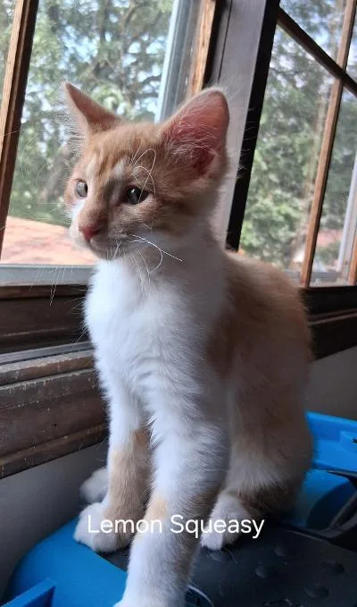 A baby medium-sized male Orange & White Domestic Short Hair cat named Easy Peasy and Lemon for adoption in Mokena, IL