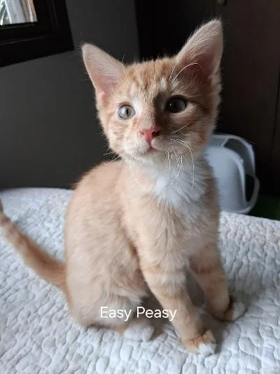 Easy Peasy and Lemon thumbnail 2