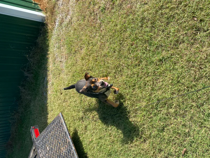 Camaro Aka Cami thumbnail 2